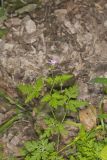 Herb Robert, Geranium robertianum