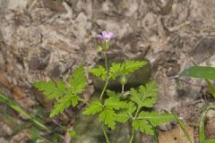 Herb Robert