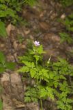 Herb Robert, Geranium robertianum