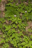 Herb Robert, Geranium robertianum