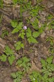 Herb Robert, Geranium robertianum