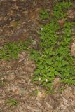 Herb Robert, Geranium robertianum