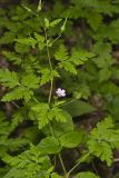 Herb Robert, Geranium robertianum