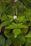 Herb Robert, Geranium robertianum