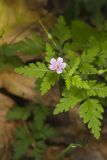 Herb Robert, Geranium robertianum