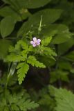 Herb Robert, Geranium robertianum