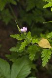 Herb Robert, Geranium robertianum