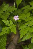 Herb Robert, Geranium robertianum