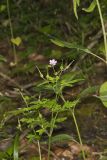 Herb Robert, Geranium robertianum