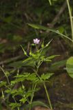 Herb Robert, Geranium robertianum
