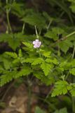 Herb Robert, Geranium robertianum