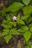 Herb Robert, Geranium robertianum