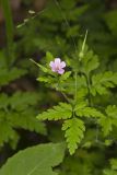 Herb Robert, Geranium robertianum