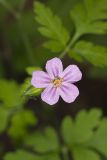 Herb Robert, Geranium robertianum