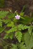 Herb Robert, Geranium robertianum