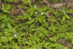 Herb Robert, Geranium robertianum