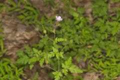Herb Robert, Geranium robertianum