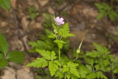 Herb Robert, Geranium robertianum