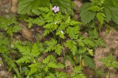 Herb Robert, Geranium robertianum