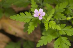 Herb Robert, Geranium robertianum