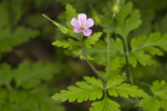 Herb Robert, Geranium robertianum