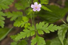 Herb Robert, Geranium robertianum