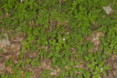 Herb Robert, Geranium robertianum