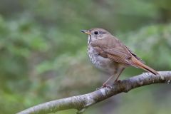 Hermit Thrush, Catharus guttatus