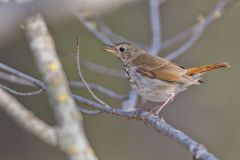 Hermit Thrush, Catharus guttatus