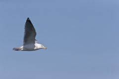 Herring Gull, Larus argentatus