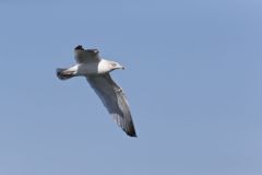 Herring Gull, Larus argentatus