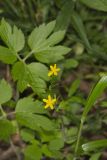 Hispid Buttercup, Ranunculus hispidus