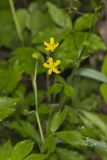 Hispid Buttercup, Ranunculus hispidus