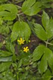 Hispid Buttercup, Ranunculus hispidus