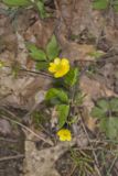 Hispid Buttercup, Ranunculus hispidus