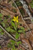 Hispid Buttercup, Ranunculus hispidus