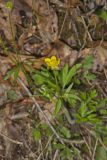 Hispid Buttercup, Ranunculus hispidus