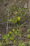 Hispid Buttercup, Ranunculus hispidus