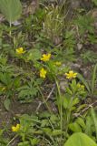 Hispid Buttercup, Ranunculus hispidus