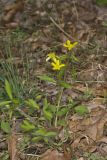 Hispid Buttercup, Ranunculus hispidus