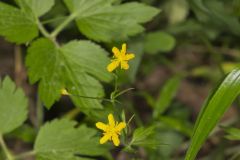 Hispid Buttercup, Ranunculus hispidus
