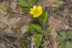 Hispid Buttercup, Ranunculus hispidus