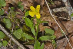 Hispid Buttercup, Ranunculus hispidus