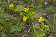 Hispid Buttercup, Ranunculus hispidus