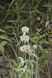 Hoary Mountainmint, Pycnanthemum incanum