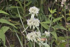 Hoary Mountainmint