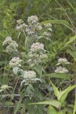 Hoary Mountainmint, Pycnanthemum incanum
