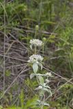 Hoary Mountainmint, Pycnanthemum incanum