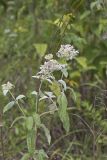 Hoary Mountainmint, Pycnanthemum incanum