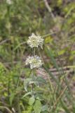 Hoary Mountainmint, Pycnanthemum incanum